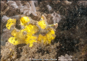 Yellow frog fish 60mm D300 by Giroudon Jean-Pierre 